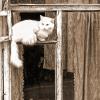 * :: Арсений Корицкий