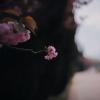 В раскатах цветения Керченской сакуры. :: Анатолий Щербак