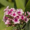 Цветы июля. :: Петр Беляков