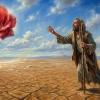 Путник и роза :: Wincent
