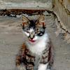 Котик смешной :: Юлия ЮГ