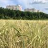 Город наступает :: Татьяна