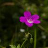 Geranium palustre :: Екатерина