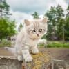 Котёнок на конюшне :: Alex Bush