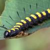 *** :: Viktor Makarov