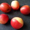 Вкусности лета :: Galina Solovova