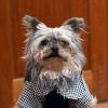 Домашний питомец *** Pet :: Aleksandr Borisov