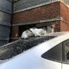 со всеми удобствами - на перине из тополиного пуха, с антеной :: zavitok *