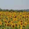 Подсолнухи на солнышко во все глаза глядят... :: Надежда Куркина 