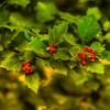 Природа :: Николай Феофанов