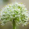 Small onion flowers | 4 :: Sergey Sonvar