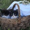 Котята на прогулке! :: Нина Андронова