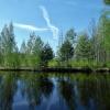 лесной водоем :: Владимир 