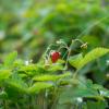 Природа :: Yuriy V