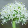 Small onion flowers | 9 :: Sergey Sonvar