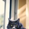 Кот :: Natali 