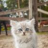 Котёнок :: Alex Bush