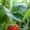 Спелая, сочная клубничка. 🍓 :: Лёлик C
