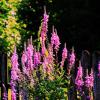 Дербенник цветёт :: Людмила Смородинская