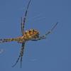 Argiope lobata :: Giant Tao /