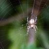 Araneus marmoreus :: Яков Хруцкий