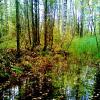 деревья; вода :: Владимир 