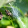 Argiope bruennichi :: Яков Хруцкий