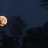The moon :: Андрей 