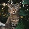 Уличный кот :: Иван Лебедев