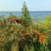 Дары природы у моря . Облепиха . :: Мила Бовкун