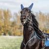 Гнедой :: SanSan