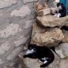 Нюша  со своими котятками (Бася и Манечка) на  прогулке. :: Елизавета Мур