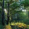 Летняя природа :: Александр Синдерёв