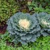 Капуста, но не съедобная :: Валерий Иванович