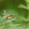 Myrmica rubra (она же рыжая мирмика или "рубиновый муравей"). Мирмики - самый многочисленн :: Федор Кованский 