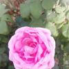 Rose :: Nora Nowhere
