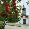 Рябина красная, рябина вызрела! :: Надежда 