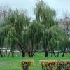 Ивушки :: Дмитрий Никитин