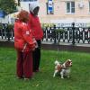 Спаниельчик :: Лютый Дровосек