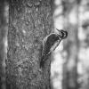 Three‑toed woodpecker | 7 :: Sergey Sonvar