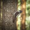 Three‑toed woodpecker | 10 :: Sergey Sonvar