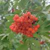 Природа :: Сергей Тимоновский