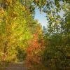 A wooden bridge in the autumn alley. :: Андрей Пристяжнюк
