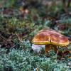 В седом мху :: Елена Пономарева
