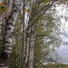 Природа :: Светлана Кузнецова