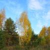В осеннем лесу :: Наталья ***