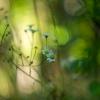 Природа :: Yuriy V
