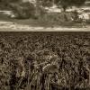 Природа :: Ravile