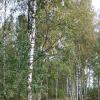 Сентябрь :: Наталья Герасимова