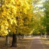 В золотую осень :: Елена Семигина